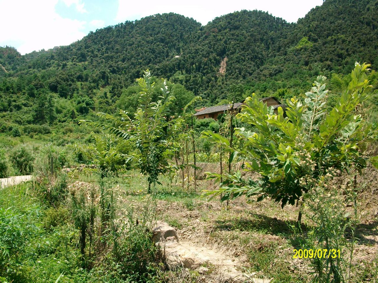 烈日炎炎下的圓珠山