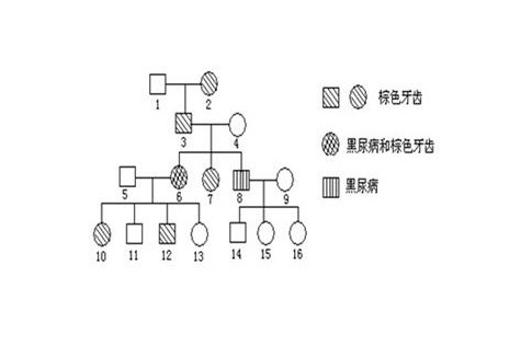 黑尿症遺傳規律