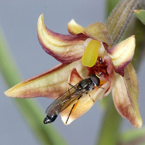 疏花火燒蘭(矮大葉火燒蘭（變種）)