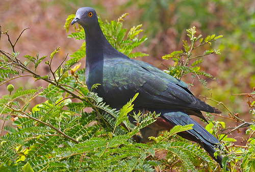 聖誕島皇鳩