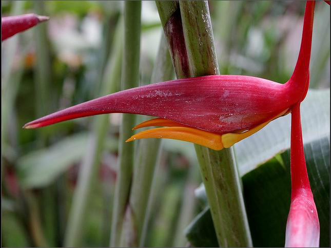 粉鳥蠍尾蕉