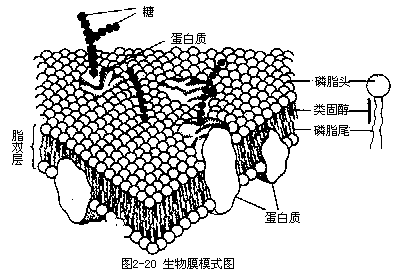 生物膜