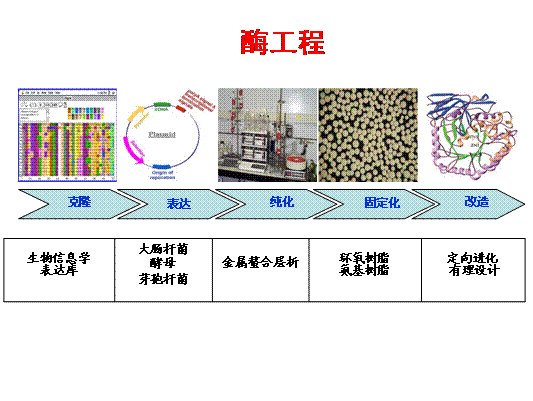 酶工程