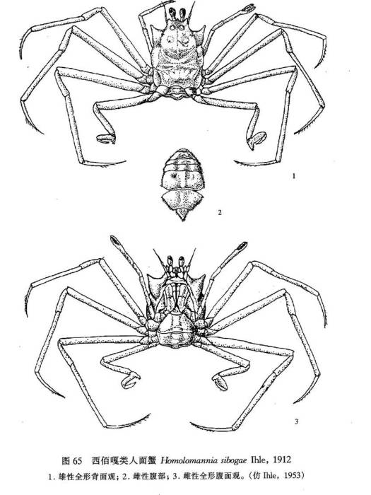 西佰嘎類人面蟹