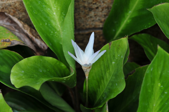 羅氏竹芋