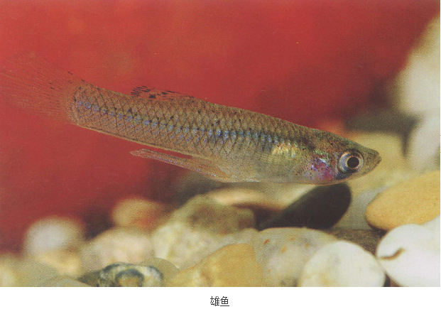 食蚊魚