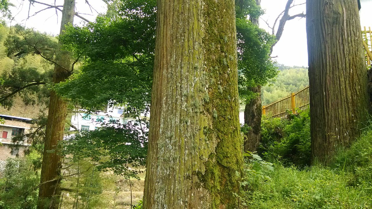 半坑村(福安市范坑鄉半坑村)