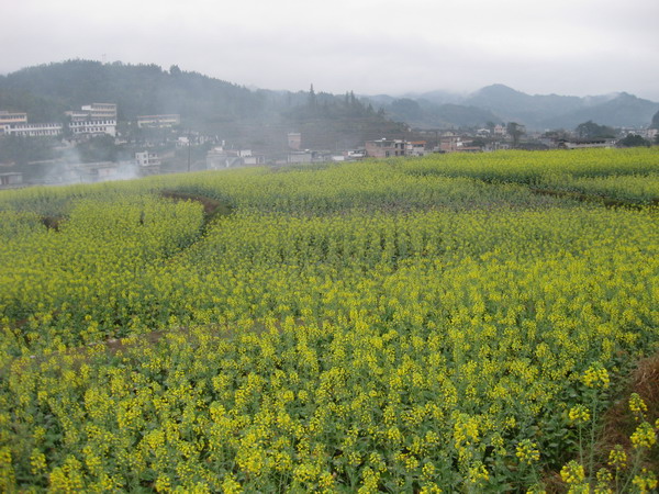 湖北輝龍雙低油菜