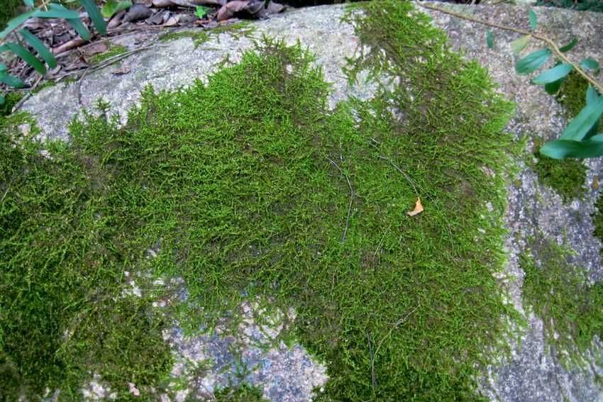 卷葉苔屬