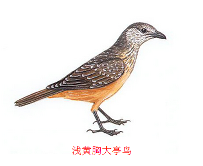 淺黃胸大亭鳥