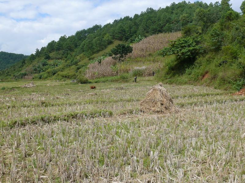 同化村的耕地