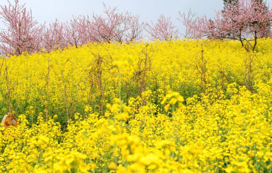 油菜花開