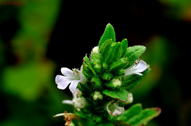 筋骨草(唇形科植物)