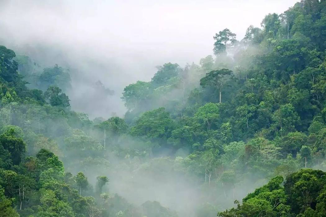 蒙特維德雲霧森林