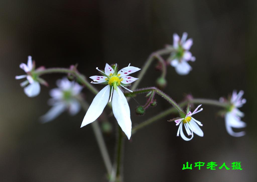 美麗虎耳草