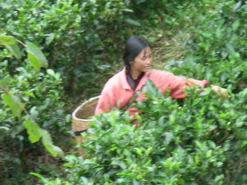 大領崗自然村村民採茶