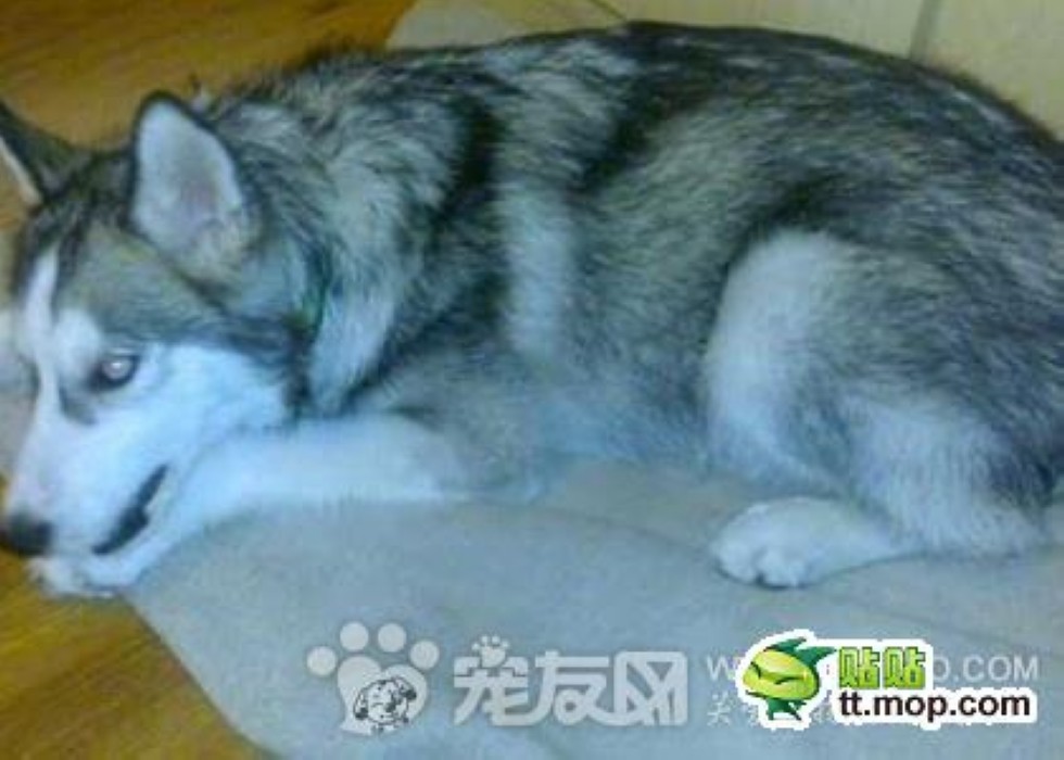 犬瘟熱病毒