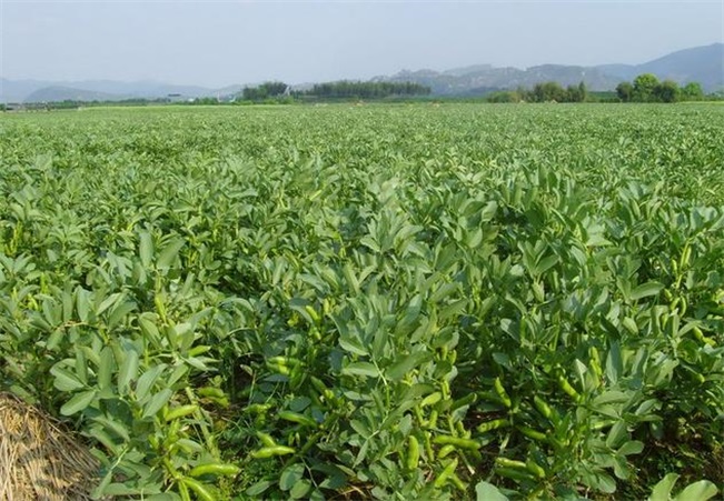 蠶豆(豆科野豌豆屬植物)