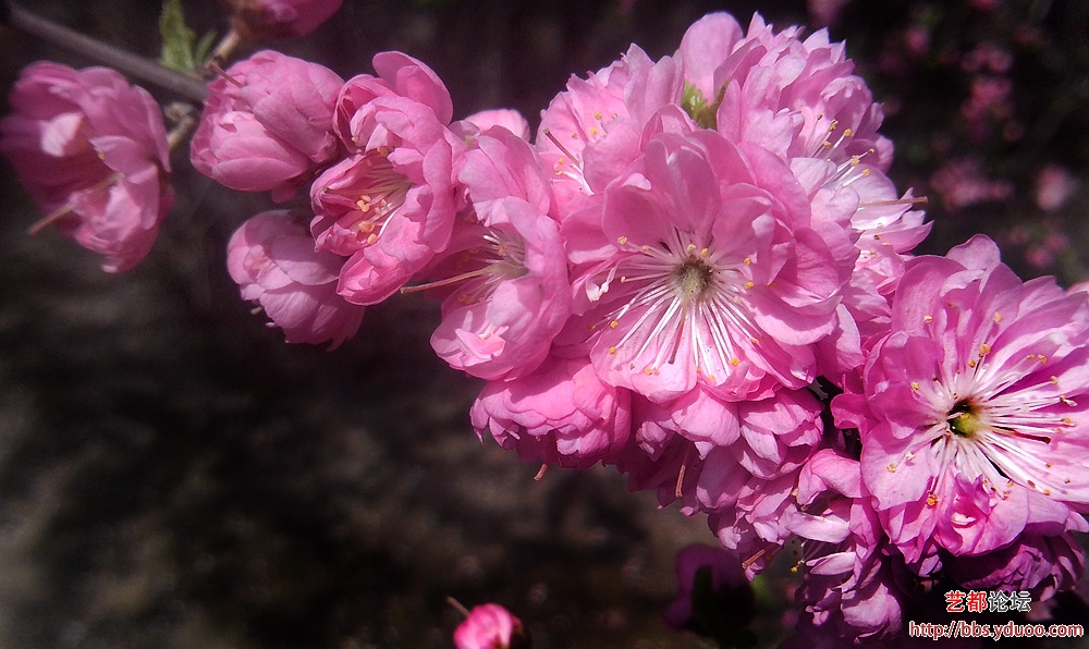 小桃紅(薔薇屬月季栽培品種)