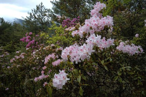 盛開的杜鵑花