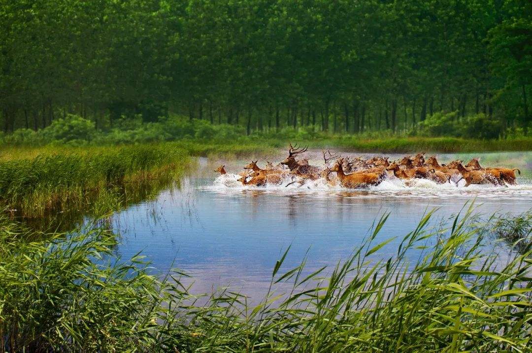 江蘇姜堰溱湖國家濕地公園(溱湖濕地)