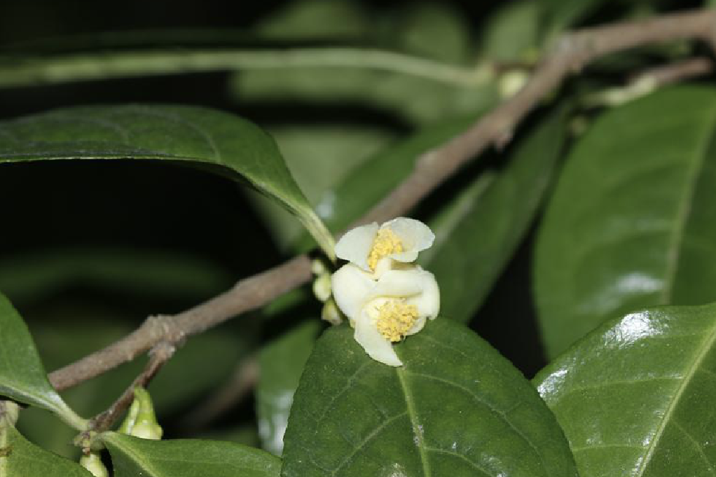 小花金花茶無性系35號