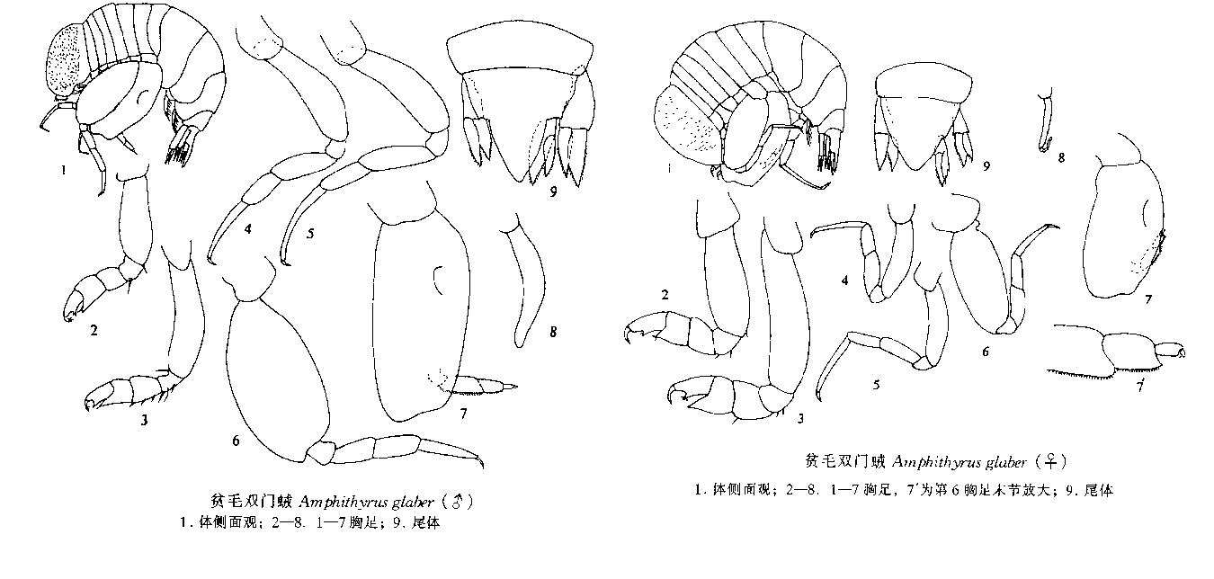 貧毛雙門戎