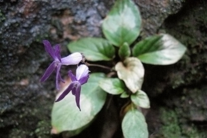 斜柱苣苔屬