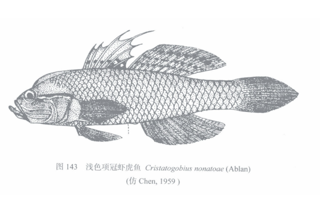 淺色項冠蝦虎魚