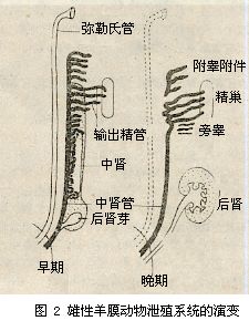 雄性生殖系統