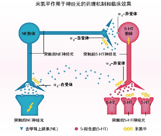 瑞美隆