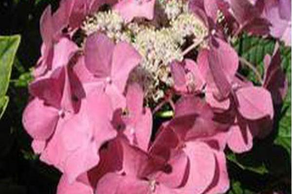 Hydrangea macrophylla \x27Mowe\x27