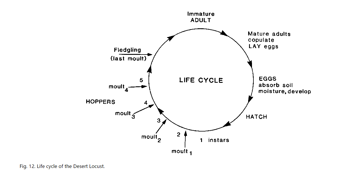 沙漠蝗蟲的生命周期