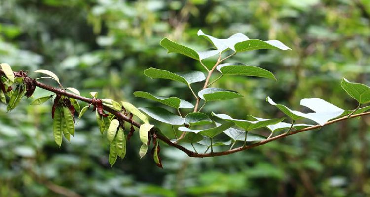 湖北紫荊