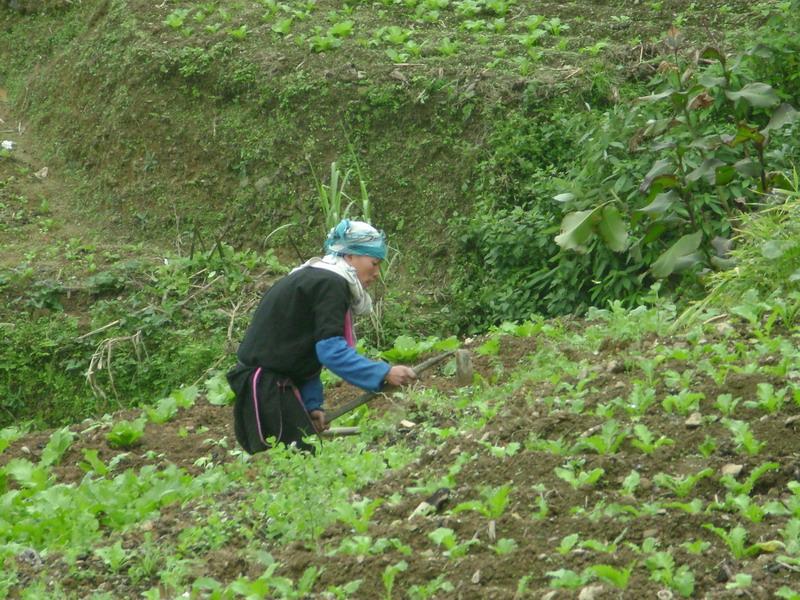 當地居民在農田作業