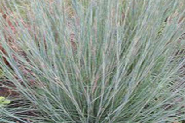 Schizachyrium scoparium \x27Prairie Blues\x27