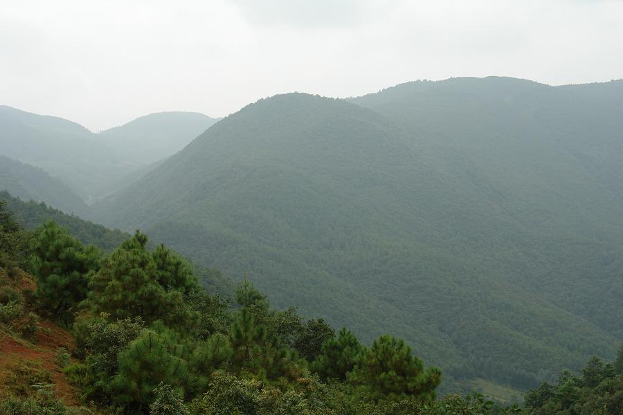 大背山村-生態林