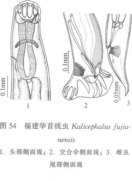 福建華首線蟲