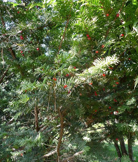 東北紅豆杉