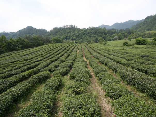 旌德天山真香茶