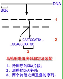 大麥基因組