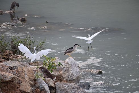 湖南洪江清江湖國家濕地公園