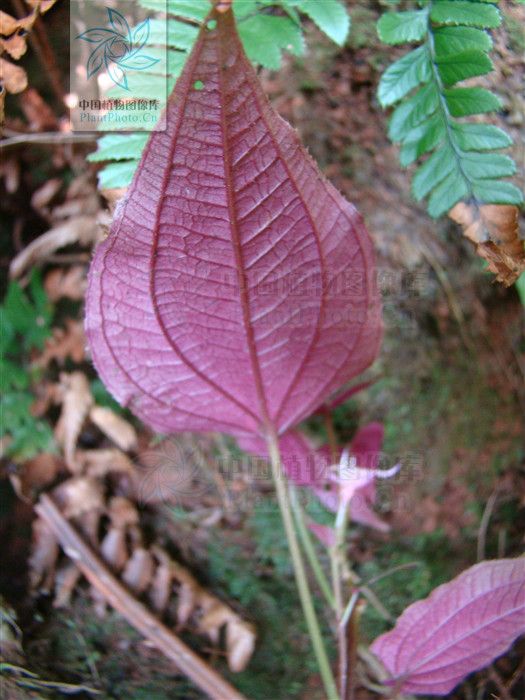 心葉野海棠(植物)