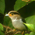 褐銀胸絲冠鳥