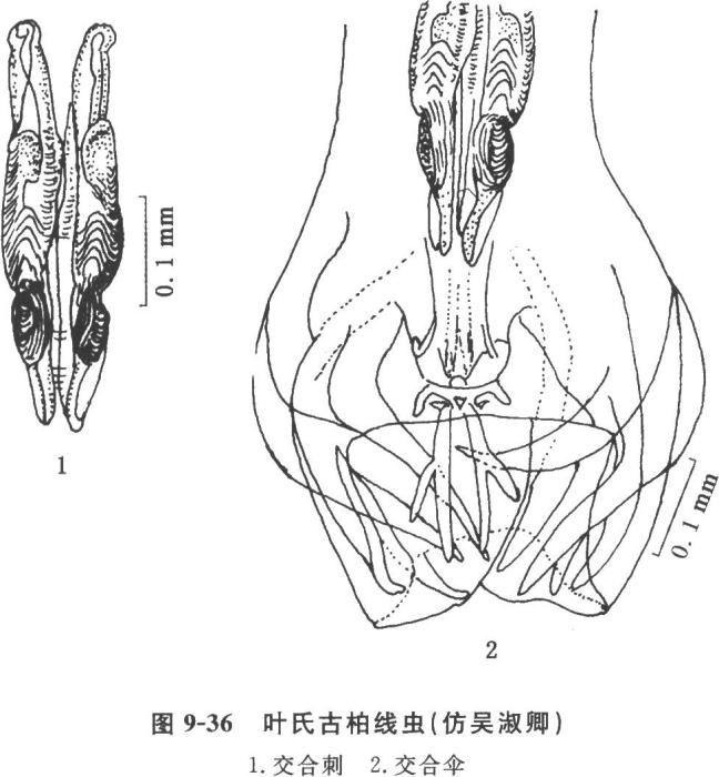 點狀古柏線蟲