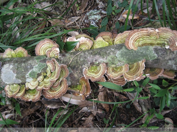 橡膠靈芝