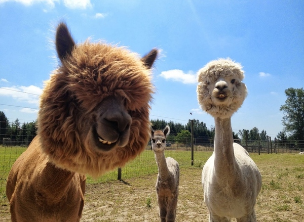 ALPACA(動物)