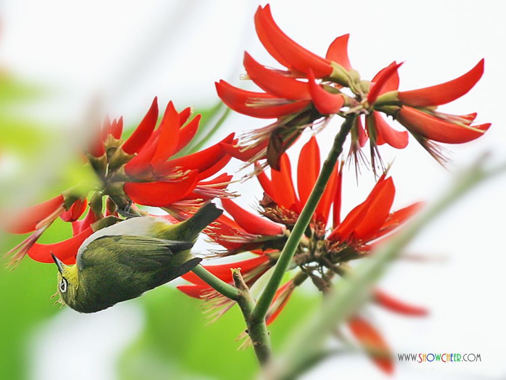 刺桐花