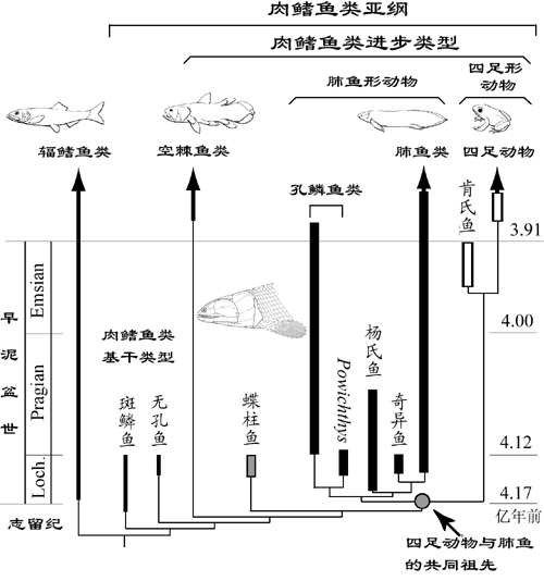 4億年前遠古時代 肉鰭魚類