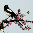 鵲(Magpie)